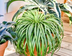 Bad Hair Day Mangave
Proven Winners
Sycamore, IL