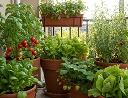 Balcony Vegetable Garden, Container Vegetable Garden
Shutterstock.com
New York, NY