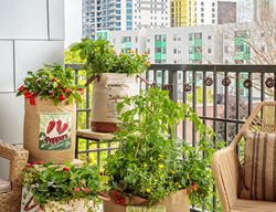 Balcony Vegetable Garden, Vegetable Containers
Proven Winners
Sycamore, IL