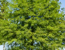 Bald Cypress Tree, Taxodium Distichum
Shutterstock.com
New York, NY