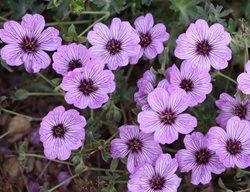 'ballerina' Geranium, Geranium Cinereum
Shutterstock.com
New York, NY