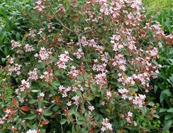 Ballerina Indian Hawthorn, Flowering Shrub
Flickr
