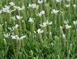 Ballerina Spanish Lavender, Lavandula Stoechas
Shutterstock.com
New York, NY