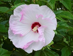 Ballet Slippers Hibiscus, Hibiscus Hybrid
Proven Winners
Sycamore, IL