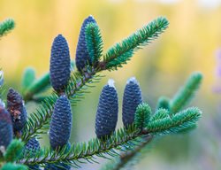 Balsam Fir Tree, Abies Balsamea
Shutterstock.com
New York, NY