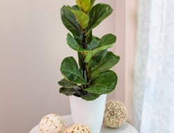 Bambino Dwarf Fiddle Leaf Fig, Ficus Lyrata
Proven Winners
Sycamore, IL