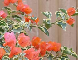 Bambino Variegated Orange Bougainvillea
Proven Winners
Sycamore, IL