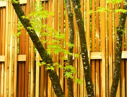Bamboo Fencing, Zen Garden Fencing
Garden Design
Calimesa, CA