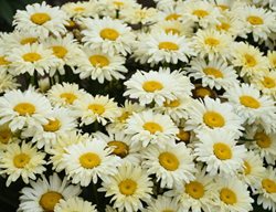 Banana Cream Ii Shasta Daisy, Leucanthemum Superbum
Proven Winners
Sycamore, IL