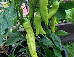 Banana Pepper Plant, Banana Peppers
Shutterstock.com
New York, NY