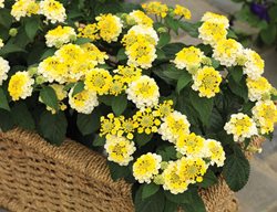 Bandana Lemon Zest, Yellow Flower
Proven Winners
Sycamore, IL
