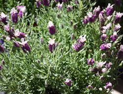 Bandera Pink Spanish Lavender, Lavandula Stoechas
Millette Photomedia
