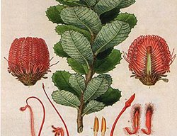 Banksia-Coccinea-Bauer
Garden Design
Calimesa, CA