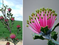 Banksia_cuneata_gnangarra
Garden Design
Calimesa, CA
