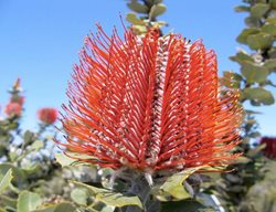 Banksia_cuneata_owlcottage
Garden Design
Calimesa, CA