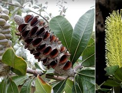 Banksia-Integrifolia
Garden Design
Calimesa, CA