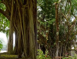 Banyan Drive
Garden Design
Calimesa, CA