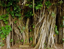 Banyandrive 
Garden Design
Calimesa, CA