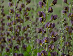 Baptisia Dark Chocolate
Proven Winners
Sycamore, IL
