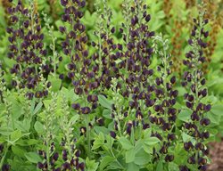 Baptisia, Dark Chocolate
Proven Winners
Sycamore, IL