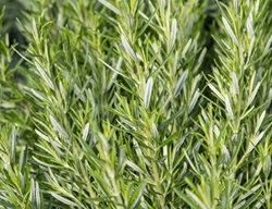 Barbecue Rosemary, Salvia Rosmarinus
Millette Photomedia
