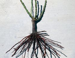 Bare Root Rose, Rose Roots, Dormant Rose
Weeks Roses
Wasco, CA