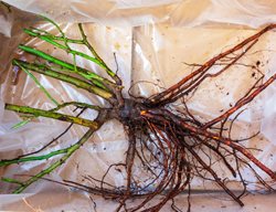 Bare Root Rose, Rose Roots
Shutterstock.com
New York, NY