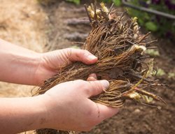 Bare Root Strawberry, Bare Root Plants
Johnny's Selected Seeds
