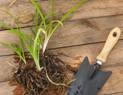 Bareroot, Planting Daylily
Shutterstock.com
New York, NY
