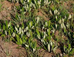 Bart Wursten Parinari Capensis 
Garden Design
Calimesa, CA
