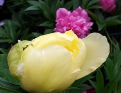 Bartzella Peony Ready To Bloom
Candace Mallette Landscape & Garden Design
Ottawa, ON