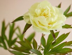 Bartzella, Yellow Blossoms, Spicy Fragrance
Garden Design
Calimesa, CA