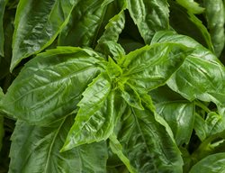 Basil, Amazel
Proven Winners
Sycamore, IL