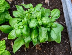 Basil Plant
Shutterstock.com
New York, NY