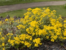 Basket-Of-Gold Plant, Aurinia Saxatilis
Shutterstock.com
New York, NY