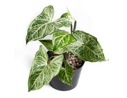 Batik Arrowhead Vine, Syngonium Podophyllum
Shutterstock.com
New York, NY