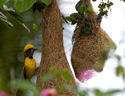 Baya Weaver Bird
Garden Design
Calimesa, CA