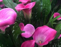 Be My First Love Calla Lily, Calla Lily Hybrid, Pink Calla Lily
Proven Winners
Sycamore, IL