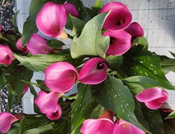 Be My First Love Calla Lily, Zantedeschia Hybrid
Proven Winners
Sycamore, IL
