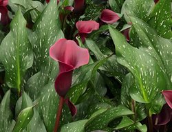 Be My Heart Calla Lily, Zantedeschia Hybrid
Proven Winners
Sycamore, IL
