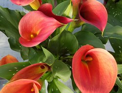 Be My Main Squeeze Calla Lily, Zantedeschia Hybrid, Orange Calla Lily
Proven Winners
Sycamore, IL
