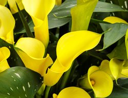 Be My Sunshine Calla Lily, Zantedeschia Hybrid, Yellow Calla Lily Flower
Proven Winners
Sycamore, IL
