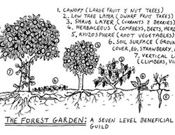 Beacon Food Forest 
Garden Design
Calimesa, CA