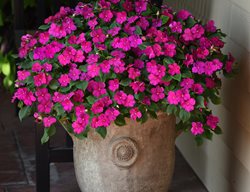 Beacon Violet Shades, Impatiens Walleriana, 
Ball Horticultural Company
Chicago, IL