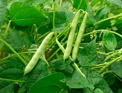 Bean Plant, Green Beans Growing On Vine
Shutterstock.com
New York, NY