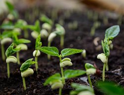 Bean Seeds Growing, Growing Beans
Shutterstock.com
New York, NY