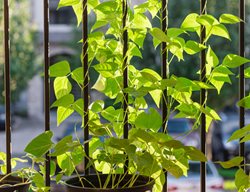Beans In Balcony Garden, Growing Beans
Shutterstock.com
New York, NY