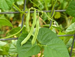Beans On Trellis, Vertical Gardening, Beans On Fence
Garden Design
Calimesa, CA