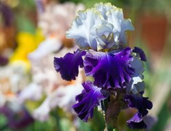 Bearded Iris
Garden Design
Calimesa, CA