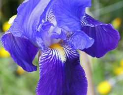 Bearded Iris, Purple, Iris Germanica
Pixabay
